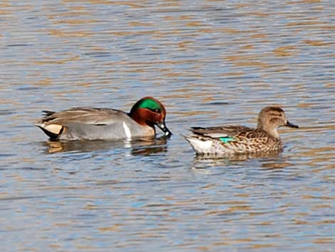 Green-winged Teal (Anas crecca)