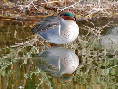 Green-winged Teal (Anas crecca)