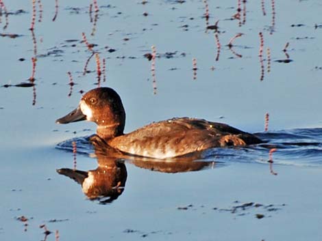 Lesser Scaup (Aythya affinis)