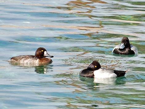 Lesser Scaup (Aythya affinis)