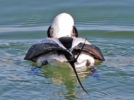 Long-tailed Duck (Clangula hyemalis)