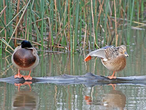 Mallard (Anas platyrhynchos)