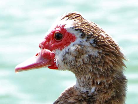 Muscovy Duck (Cairina moschata)