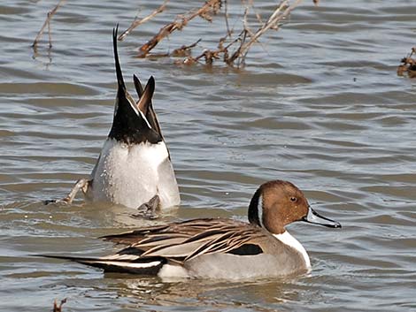 Northern Pintail (Anas acuta)