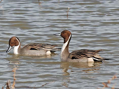 Northern Pintail (Anas acuta)