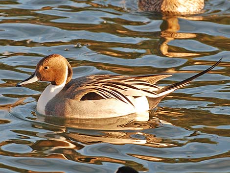 Northern Pintail (Anas acuta)