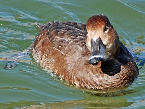 Redhead (Aythya americana)