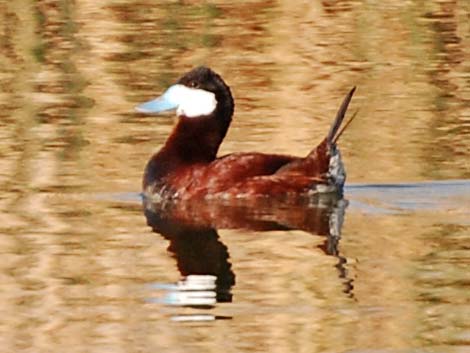 Ruddy Duck (Oxyura jamaicensis)