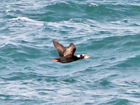 Surf Scoter (Melanitta perspicillata)