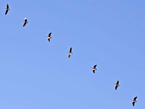 Canada Goose (Branta canadensis)