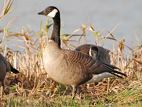 Cackling Goose (Branta hutchinsii)