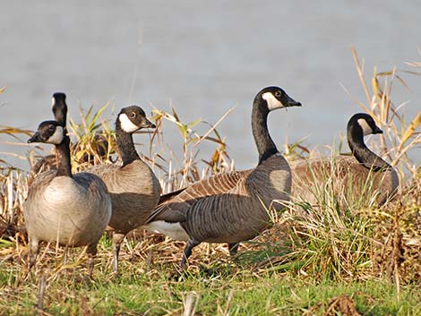 Cackling Goose (Branta hutchinsii)