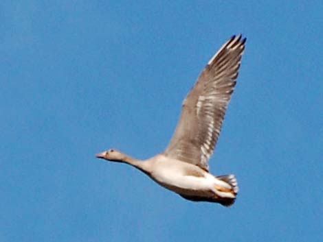 Greater White-fronted Goose (Anser albifrons)