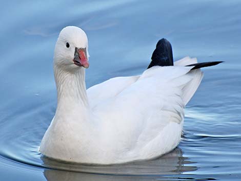 Ross' Goose (Chen rossii)