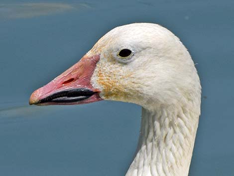 Snow Goose (Chen caerulescens)