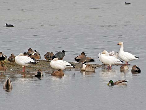 Snow Goose (Chen caerulescens)