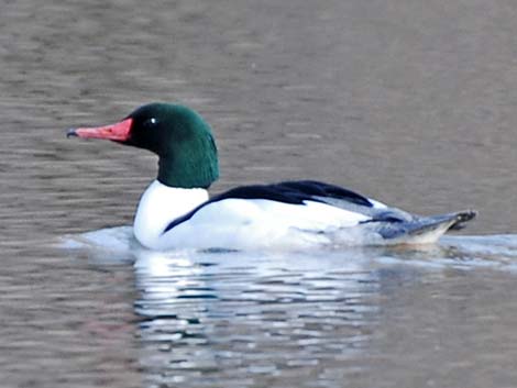 Common Merganser (Mergus merganser)