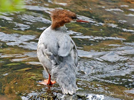 Common Merganser (Mergus merganser)