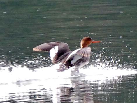 Red-breasted Merganser (Mergus serrator)