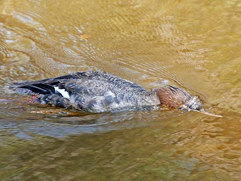 Red-breasted Merganser (Mergus serrator)