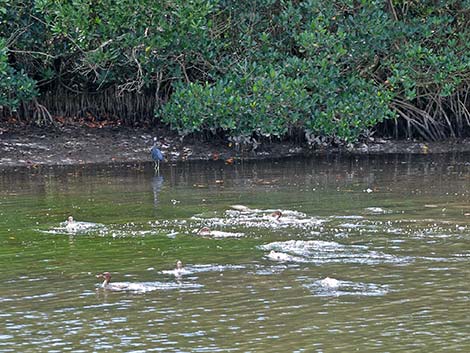 Red-breasted Merganser (Mergus serrator)