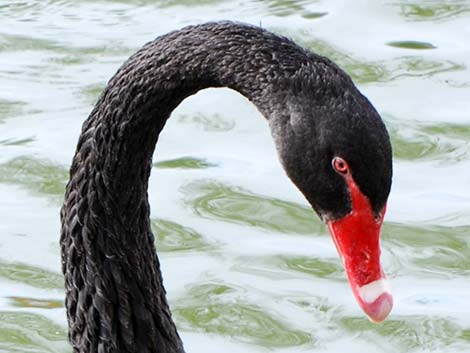 Black Swan (Cygnus atratus)