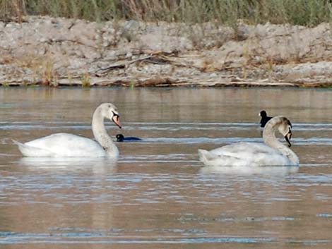 Mute Swan (Cygnus olor)