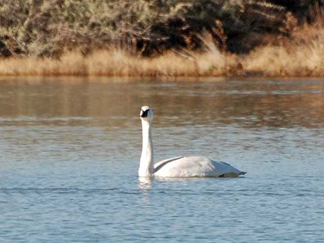 Trumpeter Swan (Cygnus buccinator)