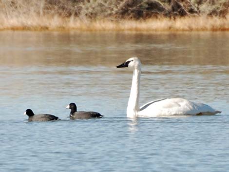 Trumpeter Swan (Cygnus buccinator)