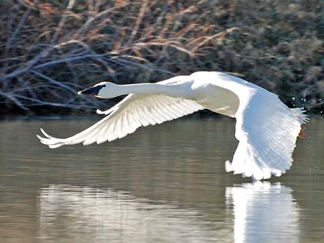 Trumpeter Swan (Cygnus buccinator)