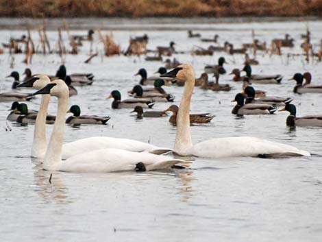 Tundra Swan (Cygnus columbianus)