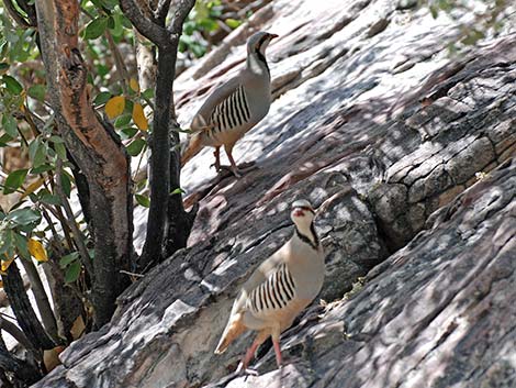 Chukar (Alectoris chukar)