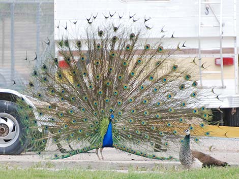 Indian Peafowl (Pavo cristatus)