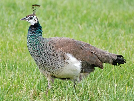 Indian Peafowl (Pavo cristatus)