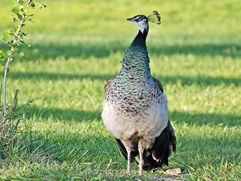 Indian Peafowl (Pavo cristatus)