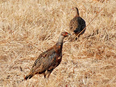 Ring-necked Pheasant (Phasianus colchicus)