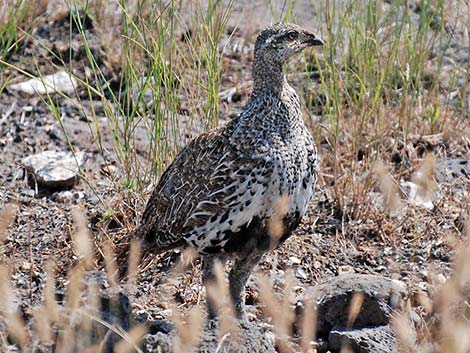 Greater Sage-Grouse (Centrocercus urophasianus)