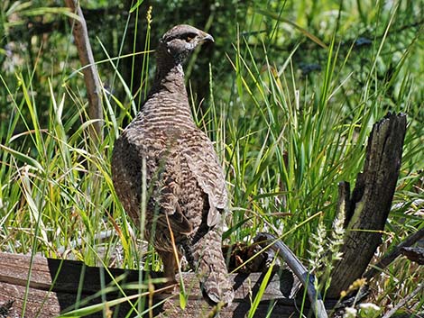 Sooty Grouse (Dendragapus fuliginosus)