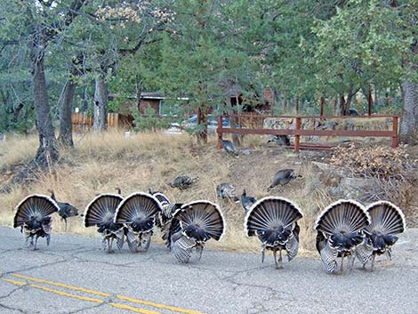 Wild Turkey (Meleagris gallopavo)