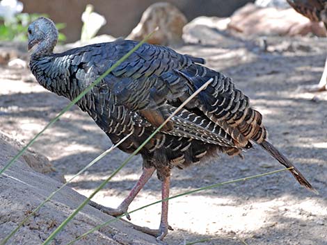 Wild Turkey (Meleagris gallopavo)