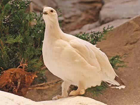 Willow Ptarmigans (Lagopus lagopus)