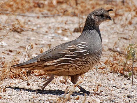 California Quail (Callipepla californica)