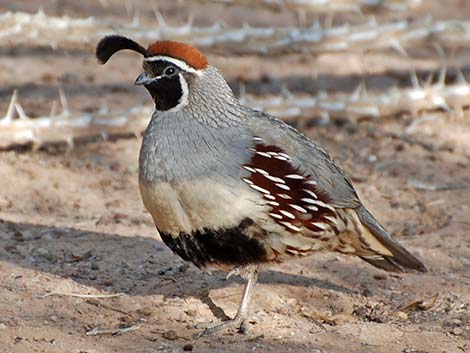 Gambel's Quail (Callipepla gambelii)