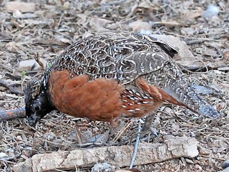 Masked Bobwhite (Colinus virginianus ridgwayi)