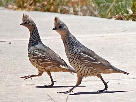 Scaled Quail (Callipepla squamata)