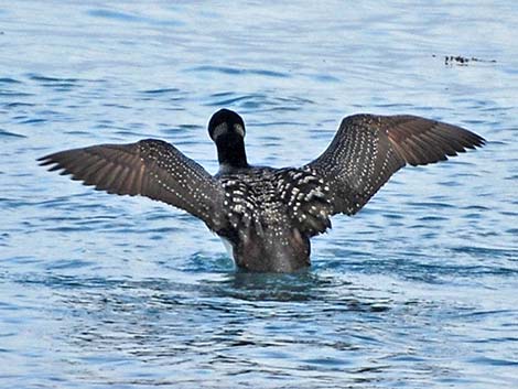 Common Loon (Gavia immer)