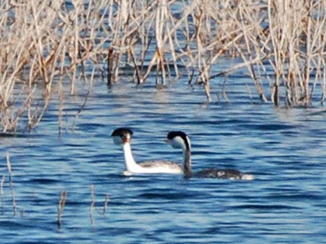 Clark's Grebe (Aechmophorus clarkii)