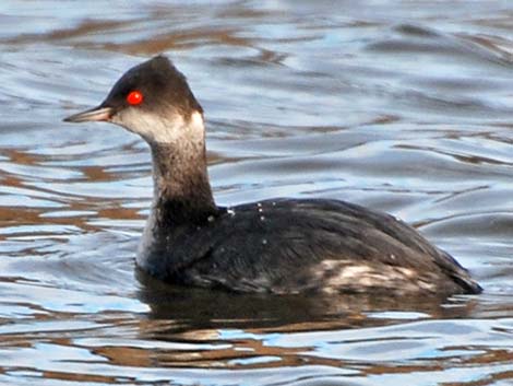 Eared Grebe (Podiceps nigricollis)