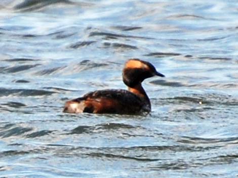 Horned Grebe (Podiceps auritus)