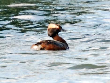 Horned Grebe (Podiceps auritus)